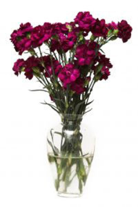 purple-bouquet-428813-m
